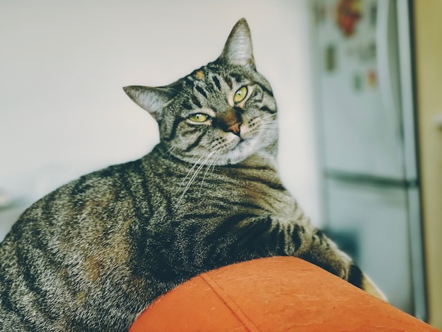 The great Lil' B